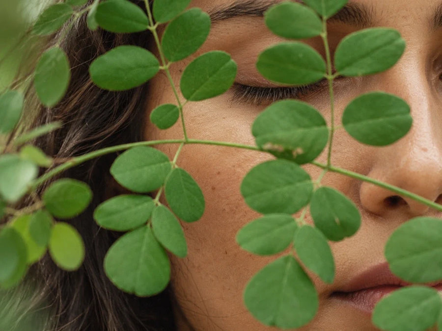 Moringa benefits from moringa leaf (sohanjna)